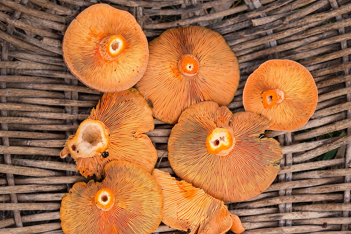 Mushrooms for Inflammation