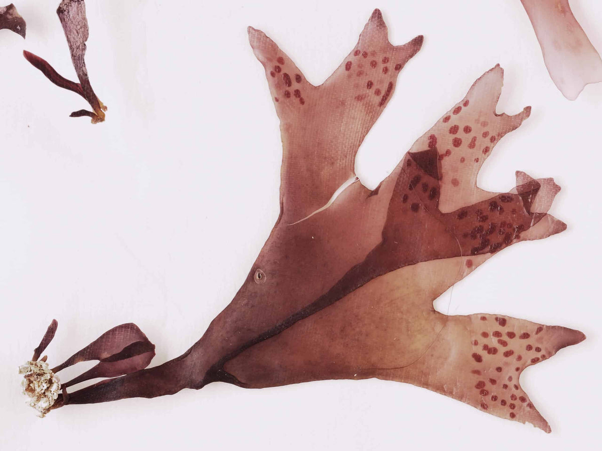 Red Algae for Cold Sores and Herpes