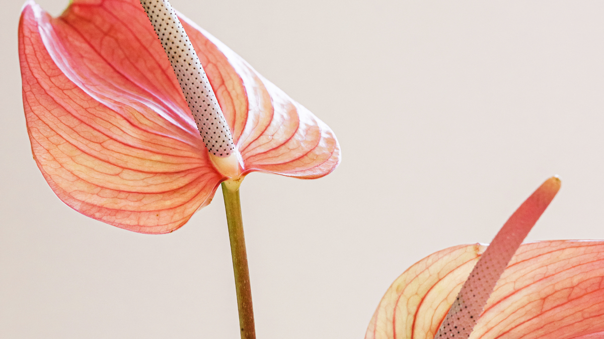 Understanding The Brain-Bladder Connection With IC