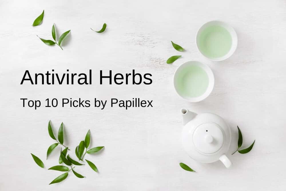 Antiviral Herbs: Our Top Ten Picks