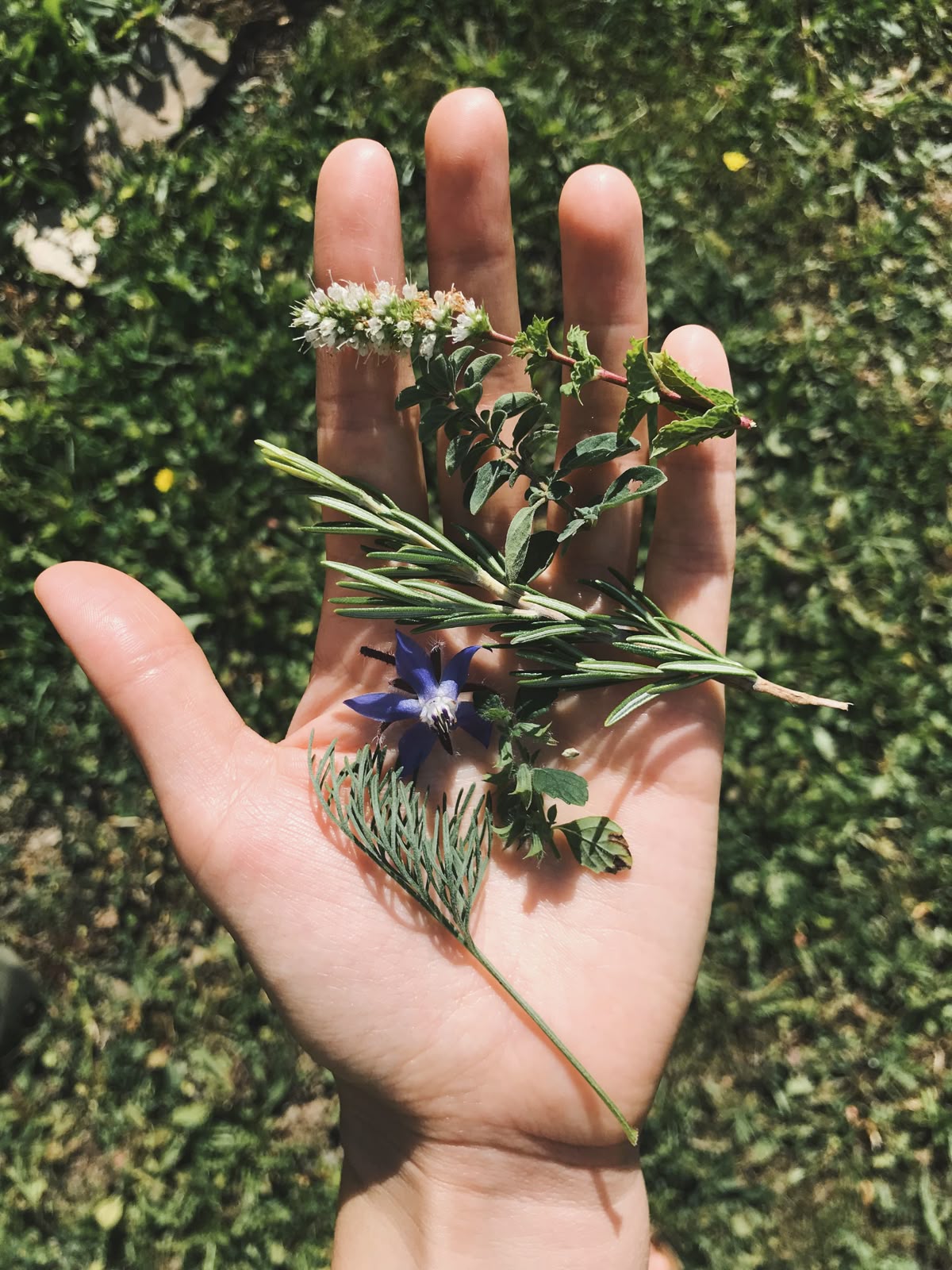 Herbs for HPV