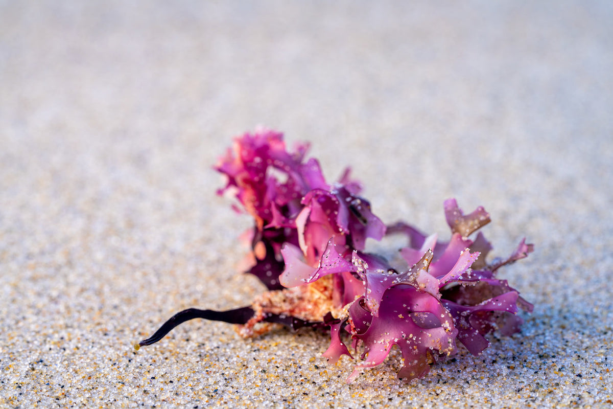Benefits of Irish Sea Moss: Boosting Immunity Naturally