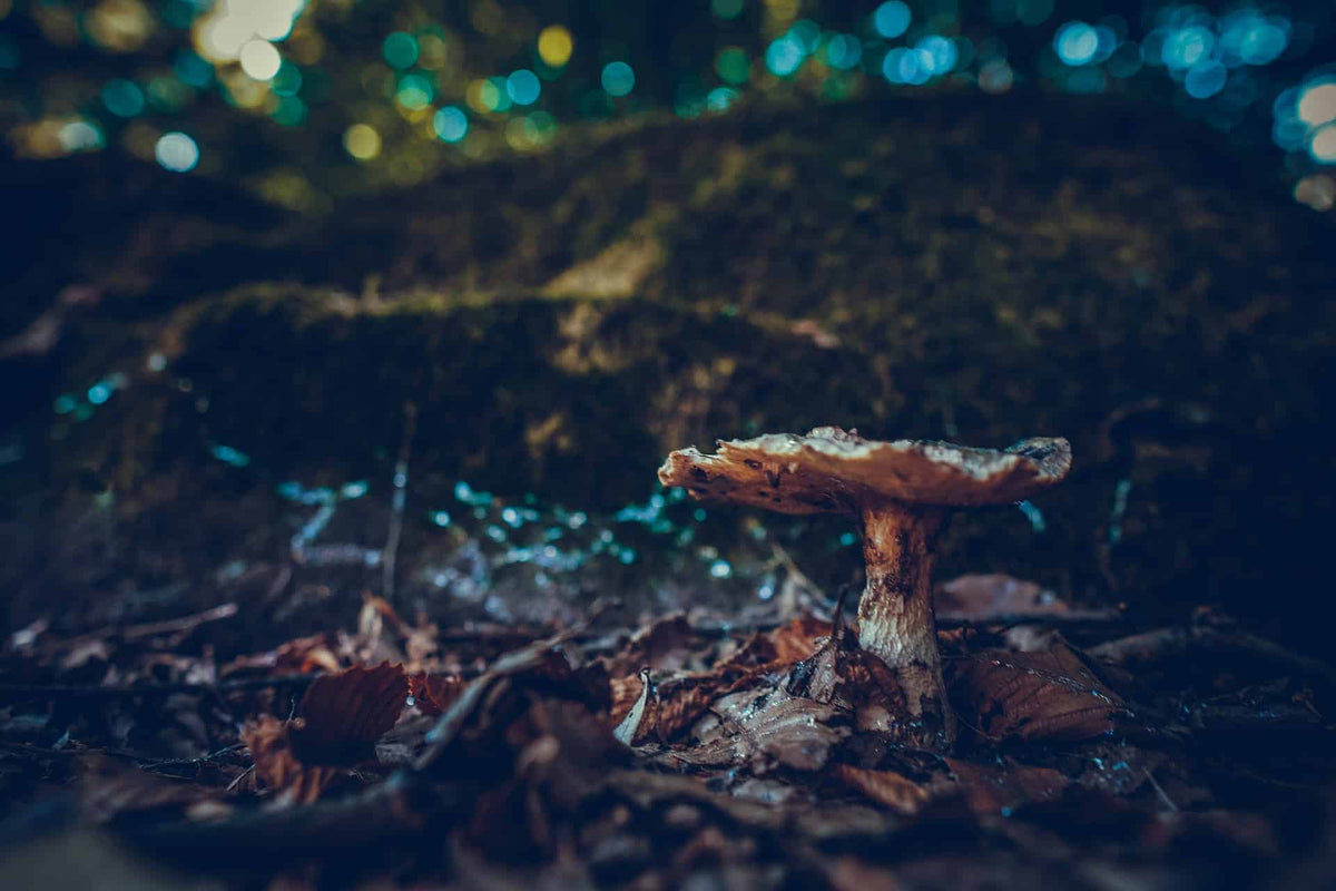 Agaricus Mushroom for Herpes and Cold sores
