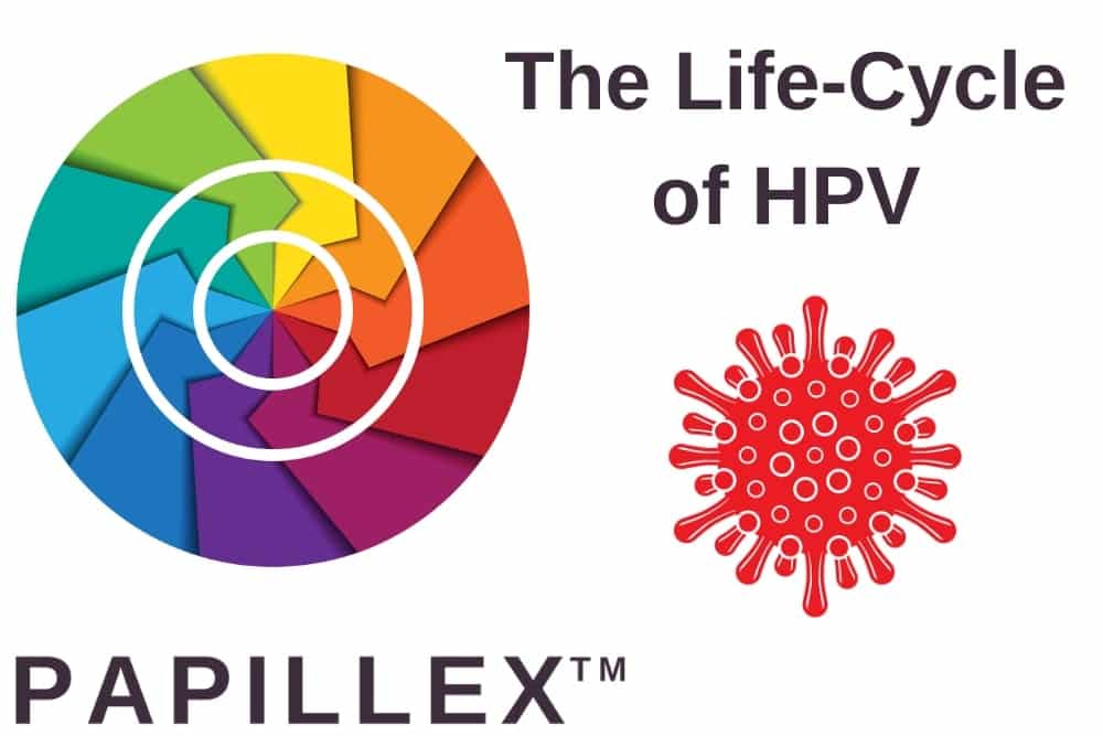 The Life-Cycle of HPV