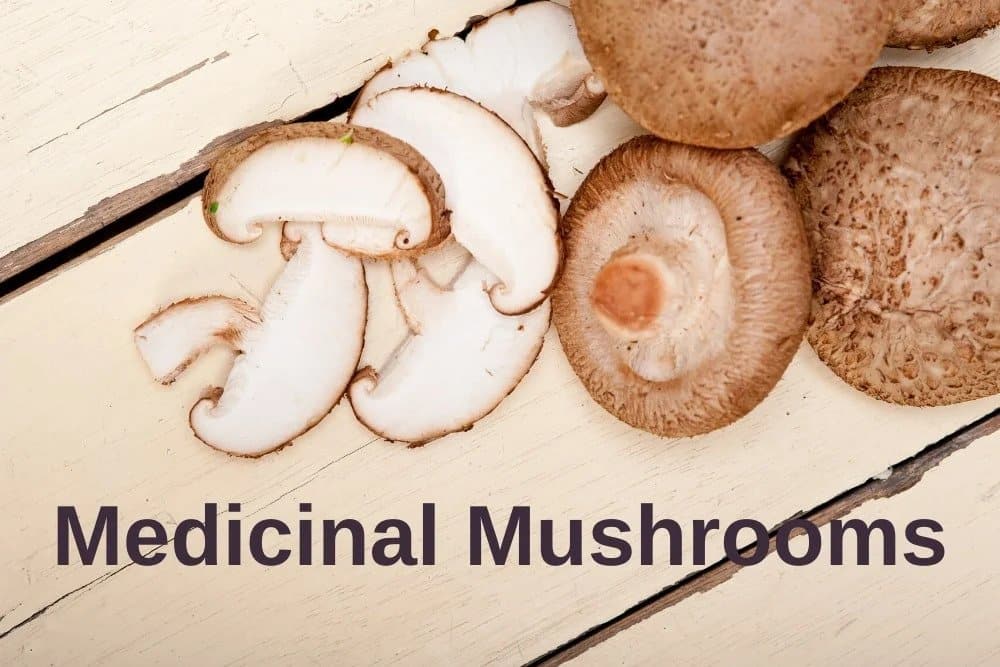 Medicinal Mushrooms