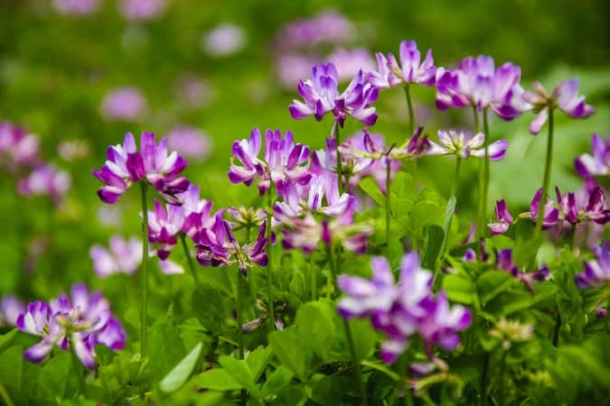 Astragalus