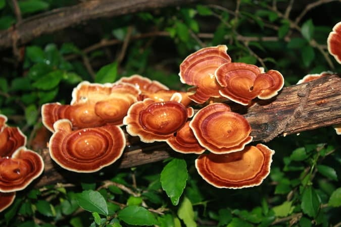 Reishi Mushrooms