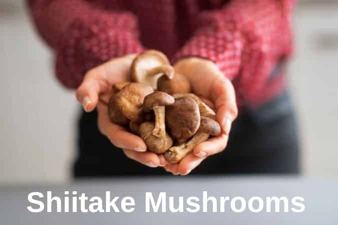 Shiitake Mushrooms