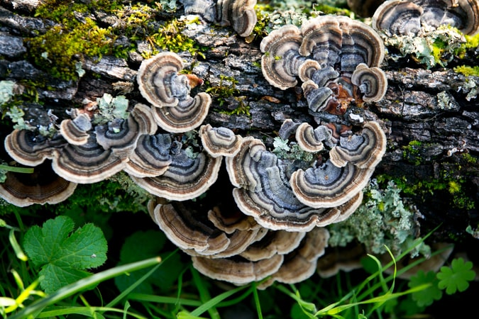 Turkey Tail