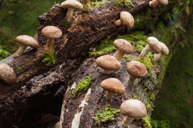 Shiitake Mushrooms