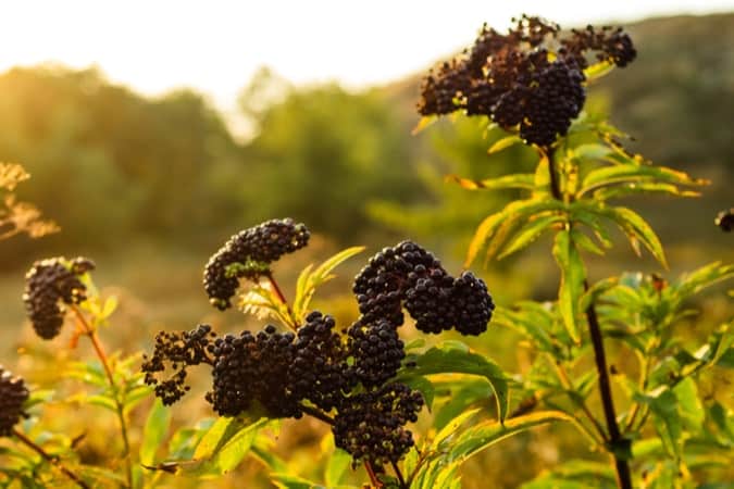 Elderberries