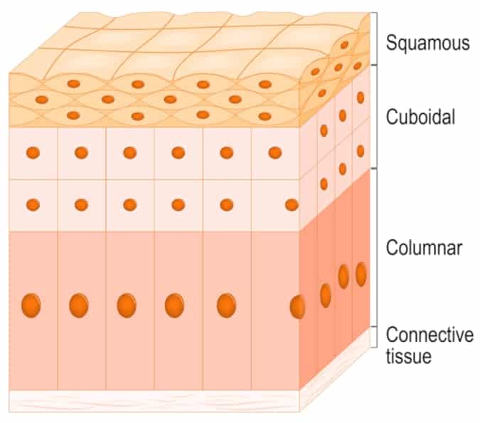 Epithelial Cells