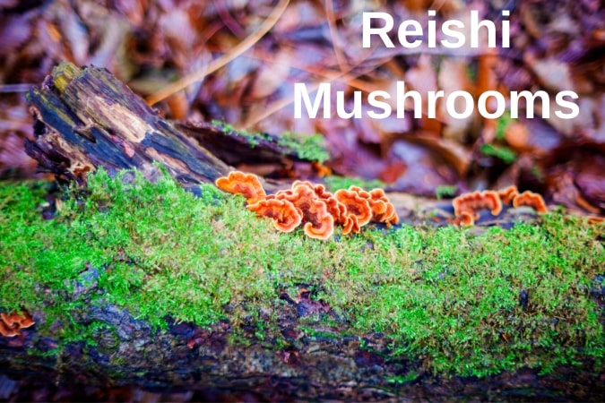 Reishi Mushrooms