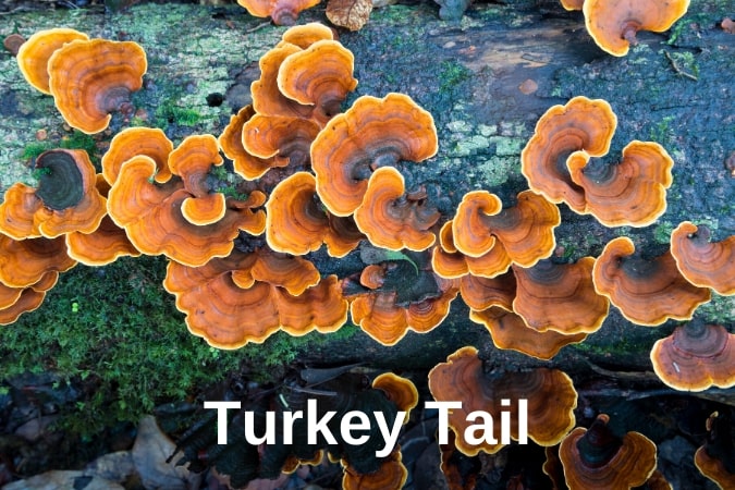 Turkey Tail Mushrooms