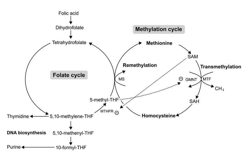 Methylation Cycle and Folate Cycle Relationship