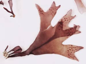 Red Algae for Cold Sores and Herpes