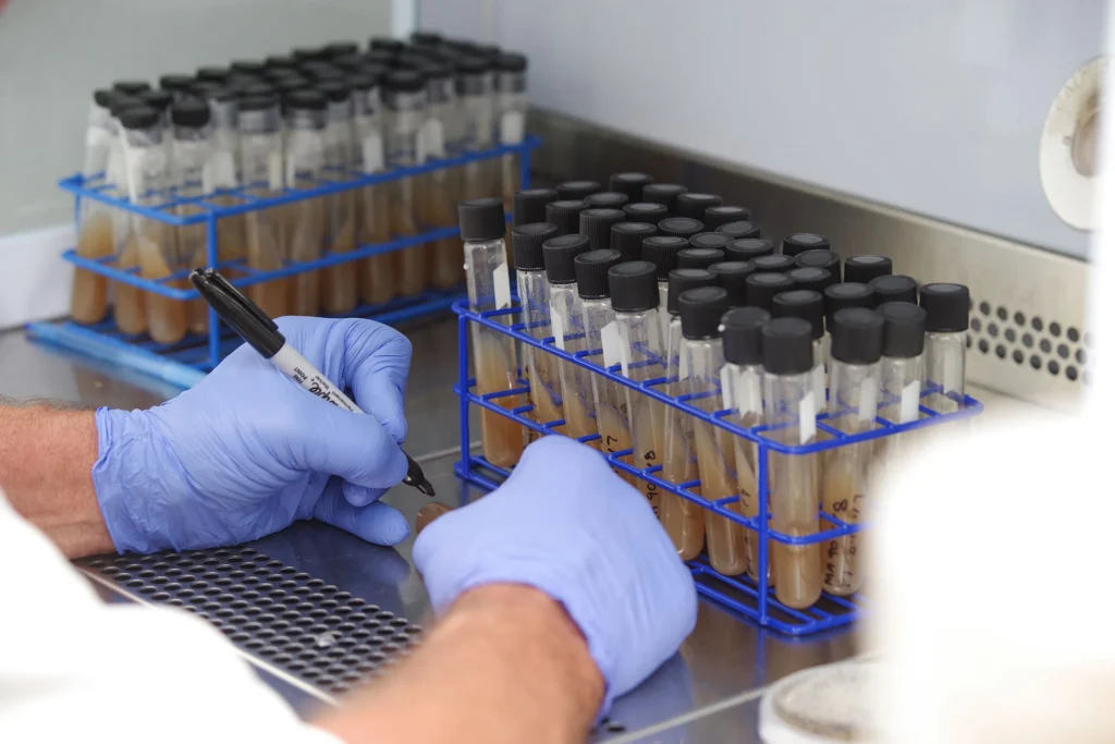 Cultured shiitake mushroom mycelia used in the production of AHCC®.