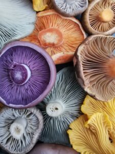 Close-up overhead view of colorful medicinal mushrooms, including purple, blue, yellow, orange, beige, and gray varieties, arranged in an overlapping pattern that highlights their intricate gills and natural textures.