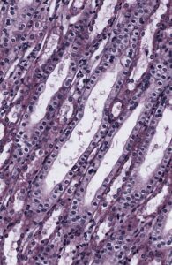 Microscopic histology image showing epithelial tissue stained with hematoxylin and eosin (H&E), with rows of tightly packed epithelial cells lining tubular structures. The cells have prominent dark purple nuclei and pale pink cytoplasm, illustrating the normal architecture of epithelial tissue under high magnification.