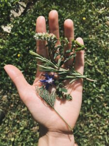 Hand holding a mix of fresh herbs: rosemary, thyme, and a blue cornflower against a green garden backdrop