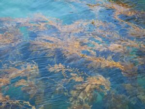 Brown seaweed floating beneath the surface of clear turquoise-blue ocean water.