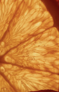 Microscopic close-up of translucent orange-brown seaweed tissue showing branching cellular structures and small air bubbles.